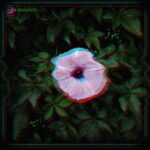 دانلود آهنگ امید نیلوفر